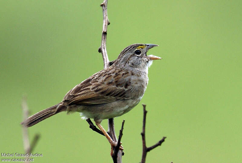 Grassland Sparrow male adult, pigmentation, song