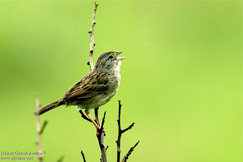 Grassland Sparrow, identification