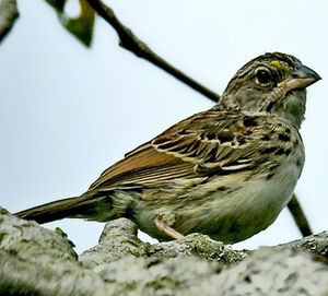 Bruant des savanes