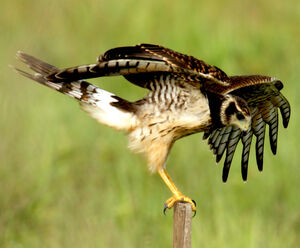 Long-winged Harrier