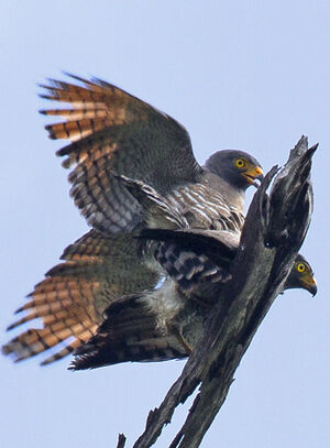 Roadside Hawk