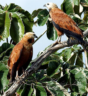 Black-collared Hawk
