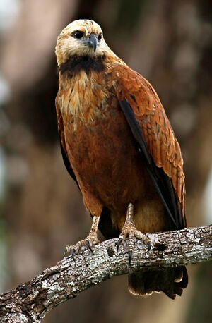 Black-collared Hawk