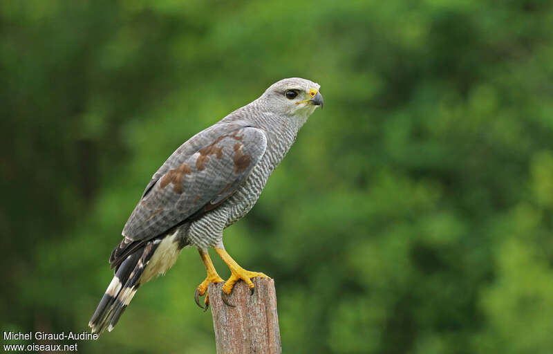 Grey-lined Hawksubadult, identification