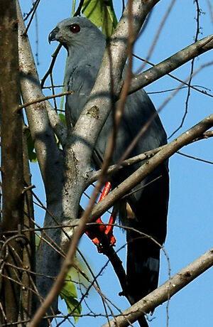 Crane Hawk