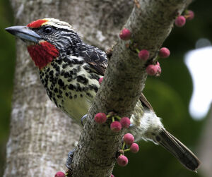 Black-spotted Barbet