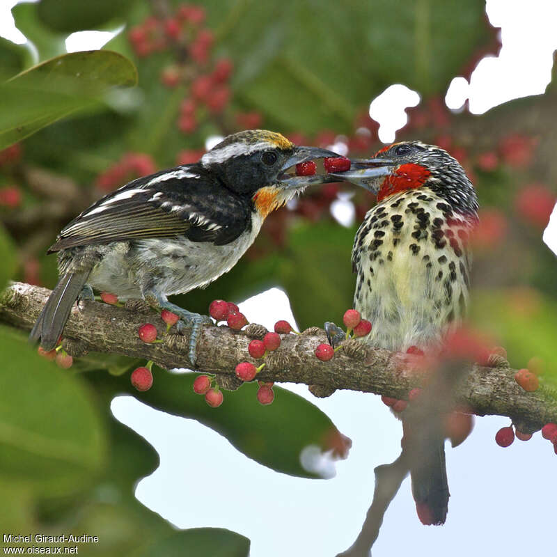 Black-spotted Barbet, Reproduction-nesting