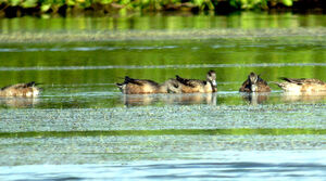 American Wigeon