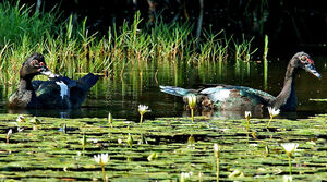 Canard musqu�