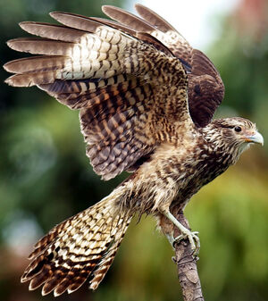 Yellow-headed Caracara