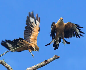 Caracara � t�te jaune
