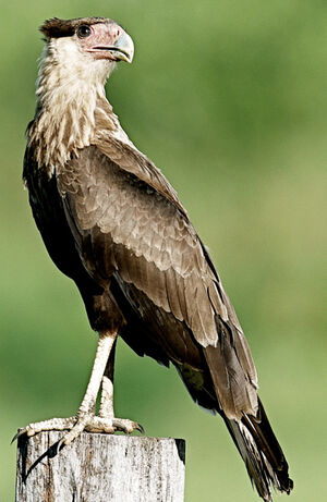 Caracara du Nord