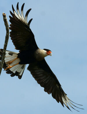 Caracara du Nord