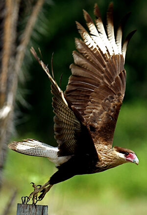Caracara du Nord