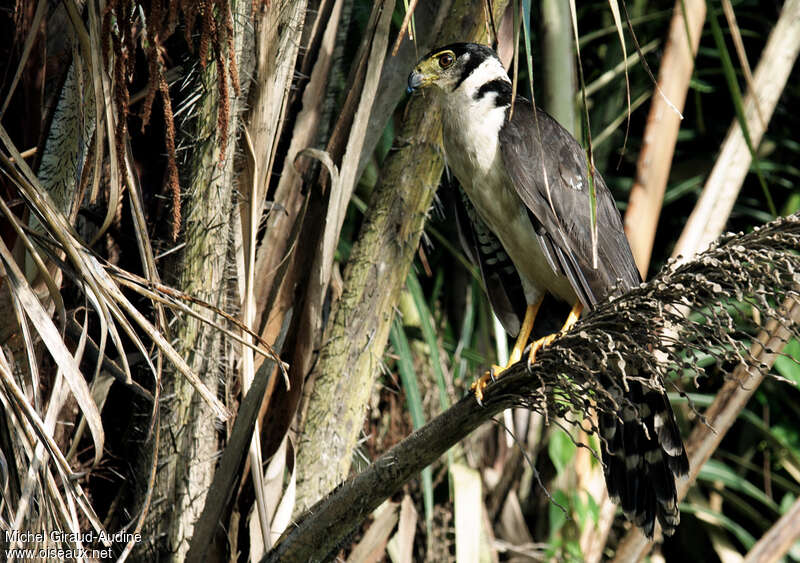 Collared Forest Falconadult, identification