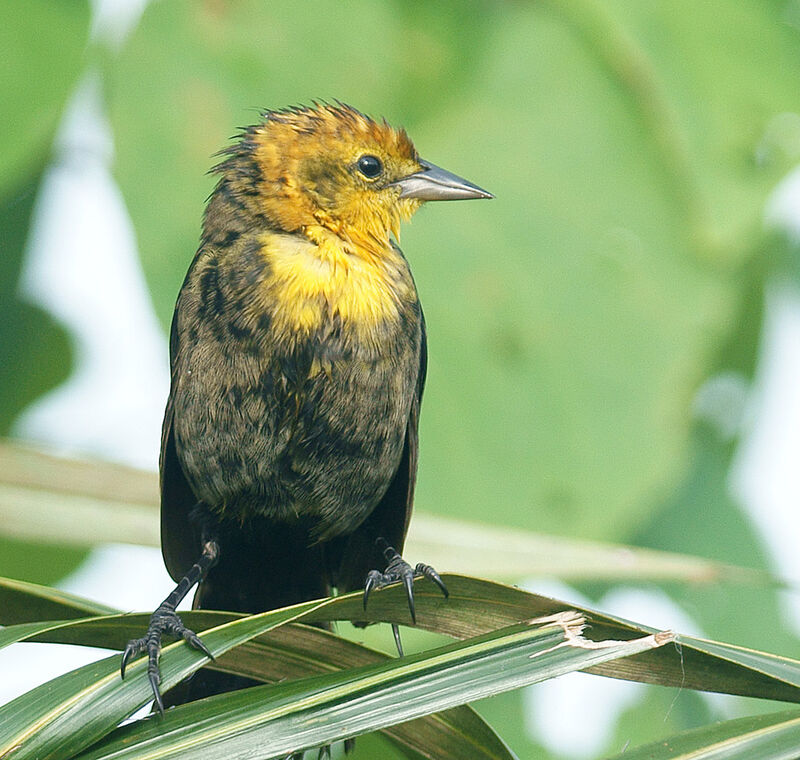 Yellow-hooded Blackbirdjuvenile