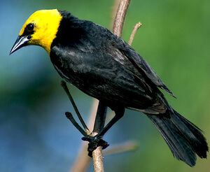 Yellow-hooded Blackbird