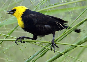 Yellow-hooded Blackbird