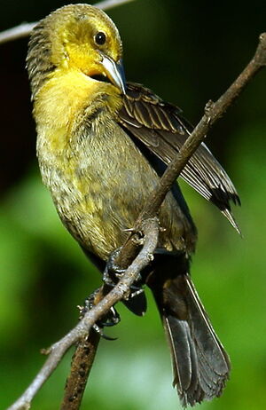 Yellow-hooded Blackbird
