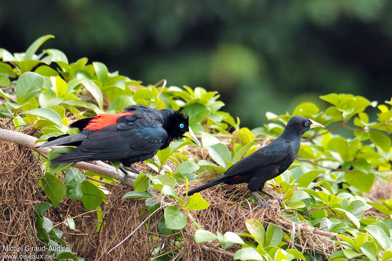 Red-rumped Caciqueadult, pigmentation, colonial reprod.
