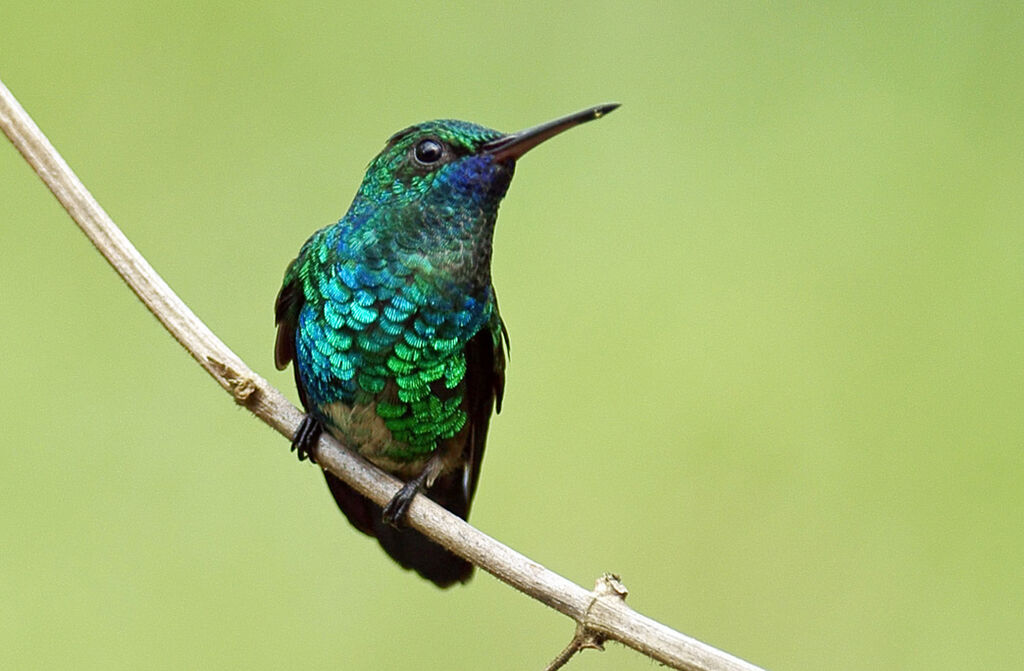 Colibri à menton bleu mâle immature, identification