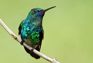 Blue-chinned Sapphire