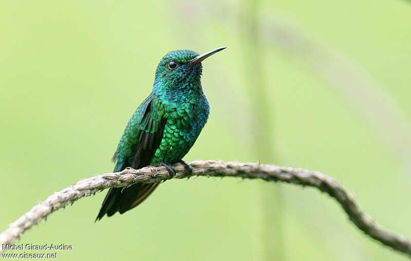 Blue-chinned Sapphire male adult, identification