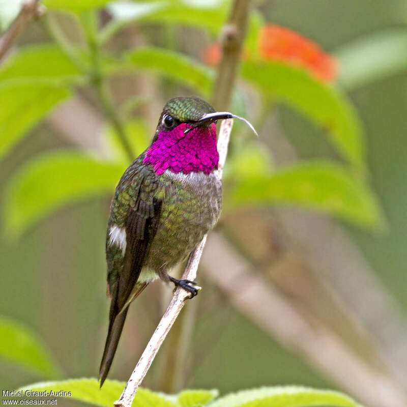 Colibri améthyste mâle adulte, identification