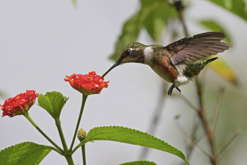 Colibri améthyste mâle immature