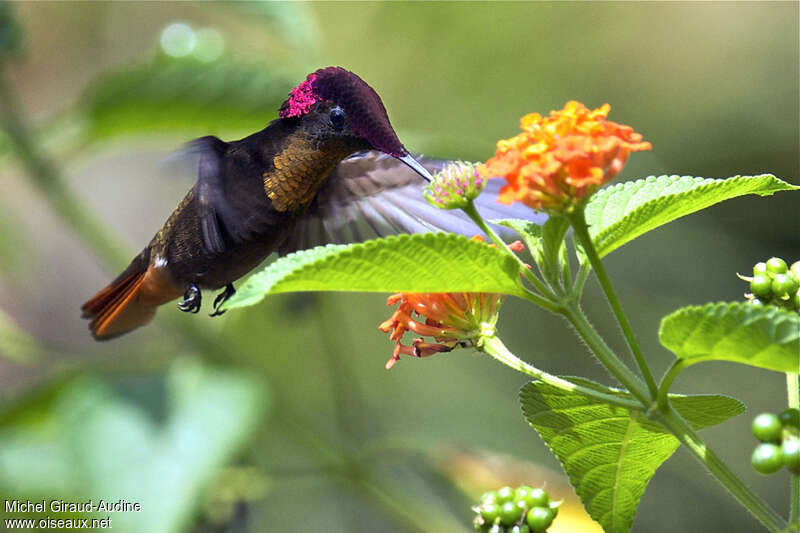 Ruby-topaz Hummingbird male adult breeding, identification
