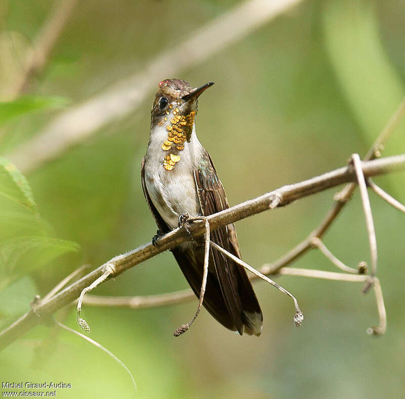 Ruby-topaz Hummingbird male immature, identification