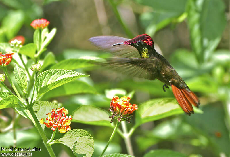 Ruby-topaz Hummingbird male adult breeding, identification, Flight