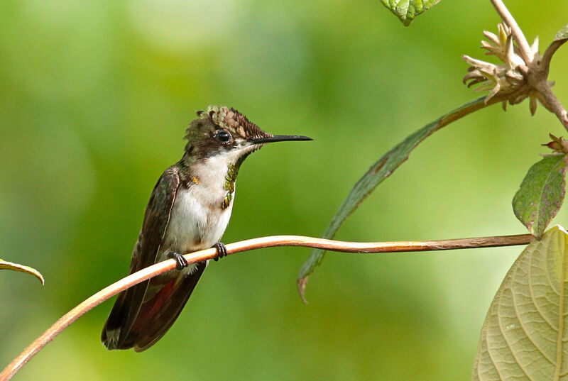 Ruby-topaz Hummingbird male First year