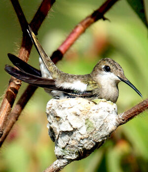 Colibri rubis-topaze