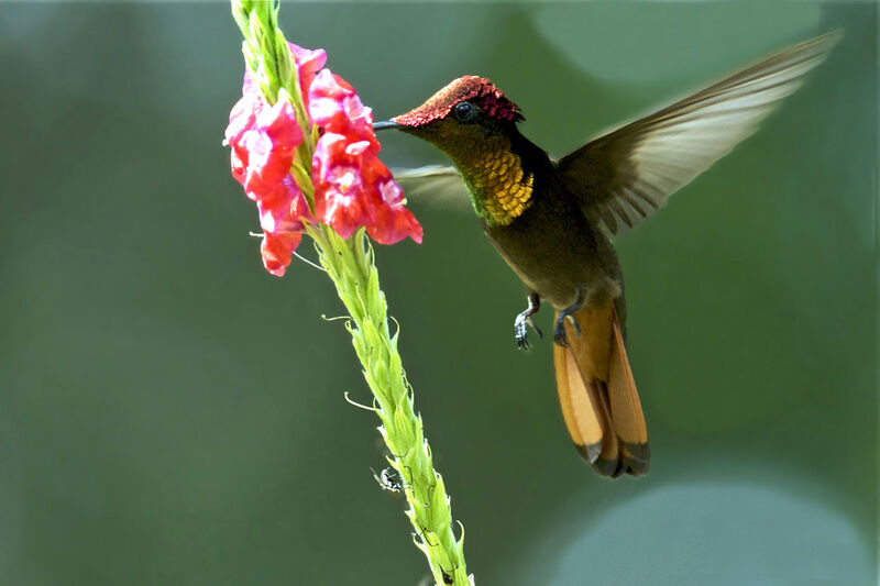 Ruby-topaz Hummingbird, identification