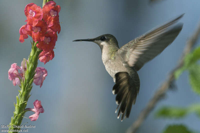Ruby-topaz Hummingbird female adult, pigmentation, Flight