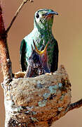 Green-tailed Goldenthroat