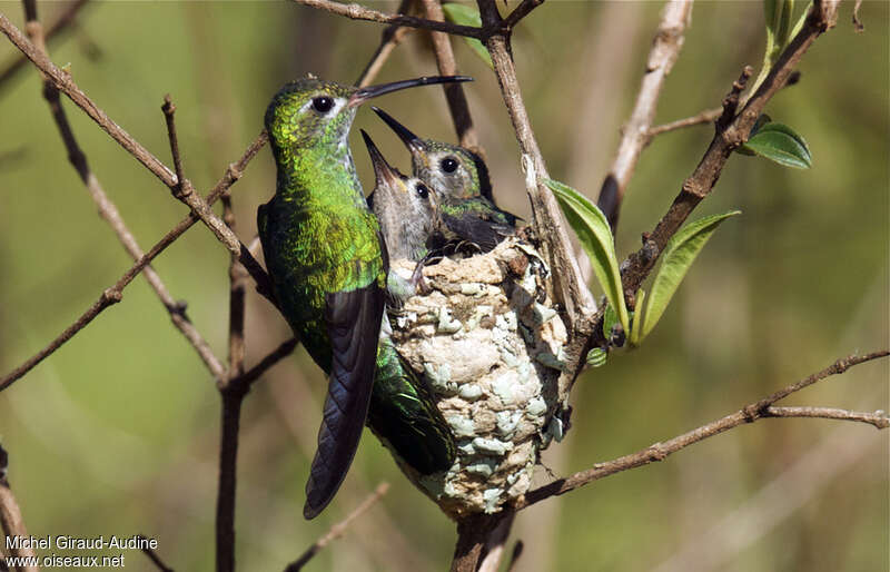 Green-tailed Goldenthroat, Reproduction-nesting