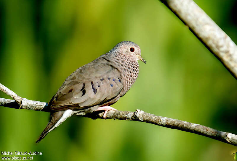 Common Ground Dove male adult, pigmentation, song
