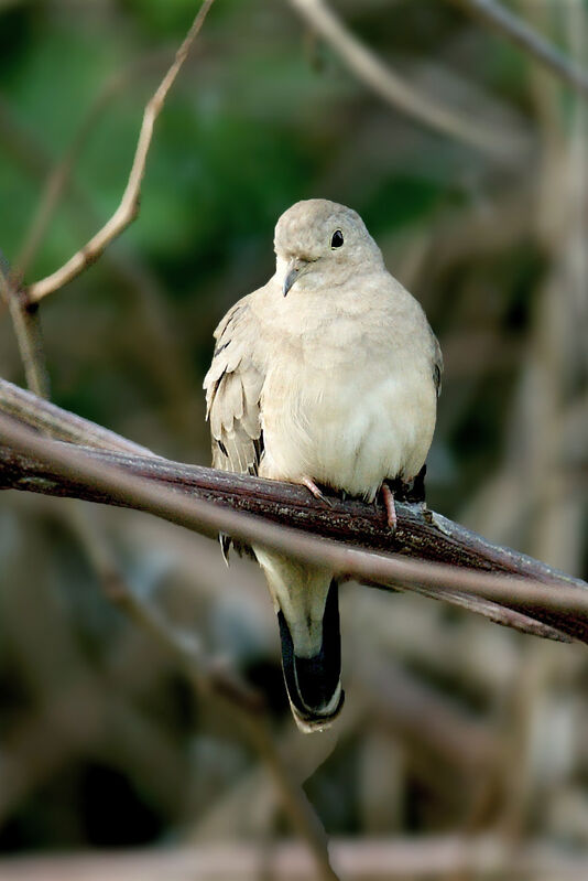 Plain-breasted Ground Dove, identification