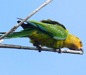 Conure cuivrée