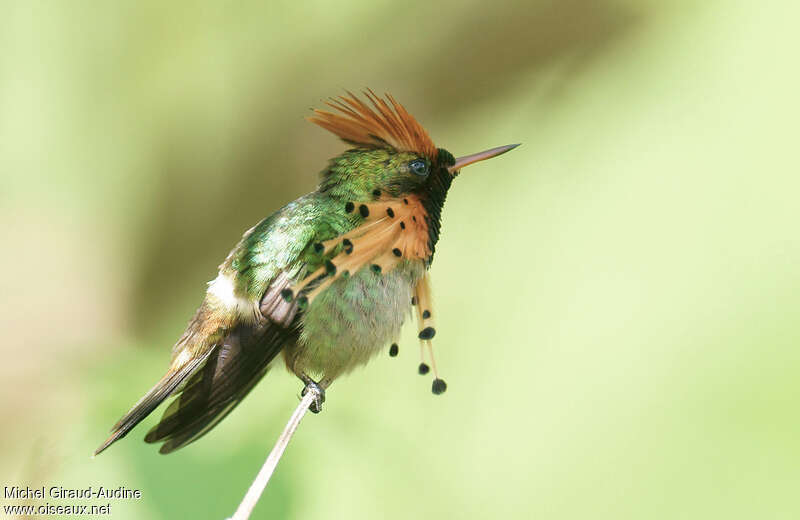 Tufted Coquette male adult, identification