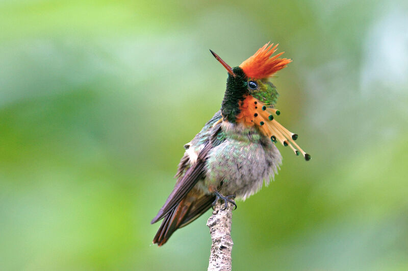 Tufted Coquette male adult