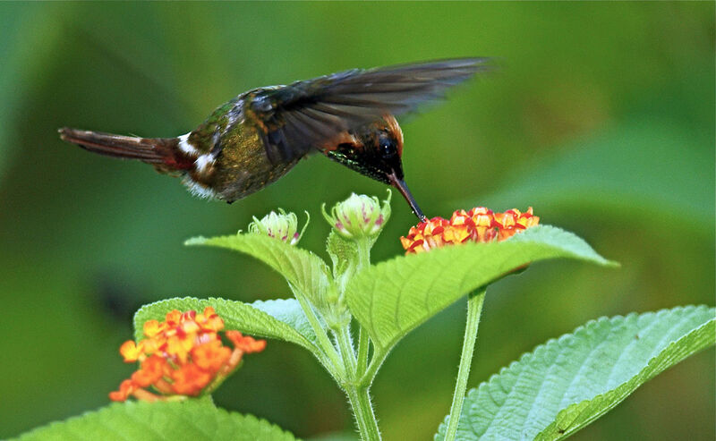 Tufted Coquette male adult