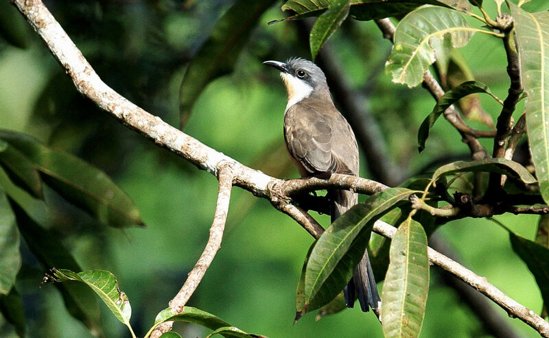Dark-billed Cuckoo