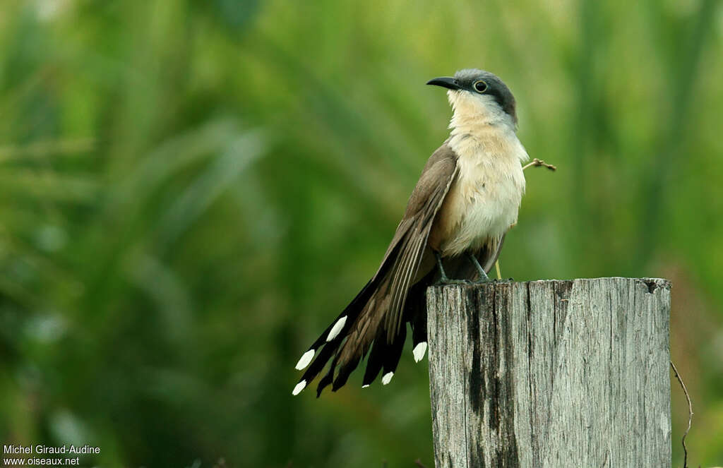 Dark-billed Cuckooadult, identification