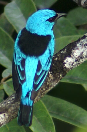 Blue Dacnis