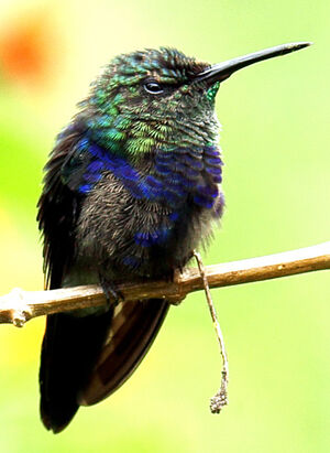 Fork-tailed Woodnymph