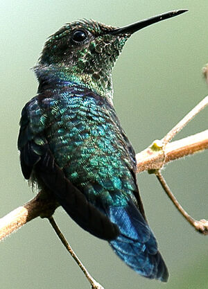 Fork-tailed Woodnymph