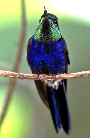 Fork-tailed Woodnymph